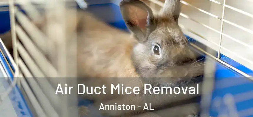Air Duct Mice Removal Anniston - AL
